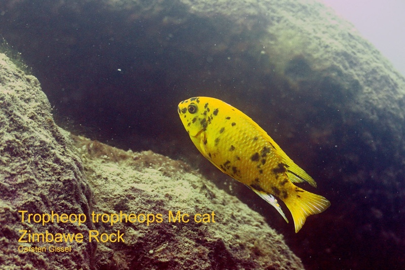 Tropheops sp. 'orange chest' Zimbawe Rock
